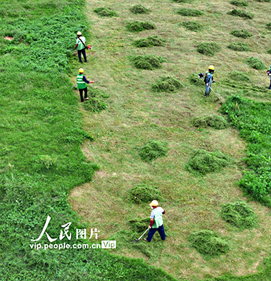 江西泰和：整修草坪